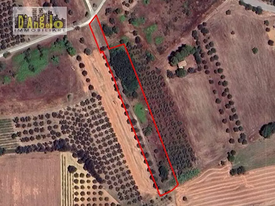 Immagine 2 di Azienda agricola in vendita  a Corropoli