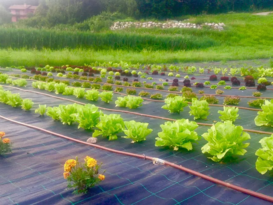 Immagine 32 di Villa in vendita  in Via dei Colli 15 a Calvagese Della Riviera