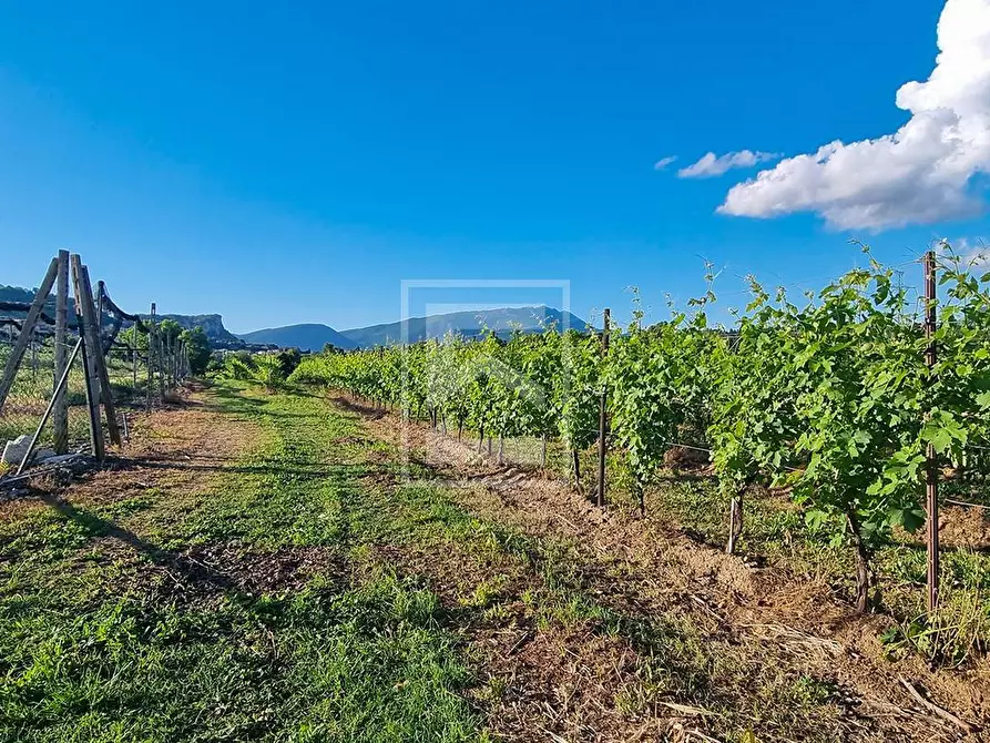 Immagine 3 di Terreno agricolo in vendita  in località pozzoi a Cavaion Veronese