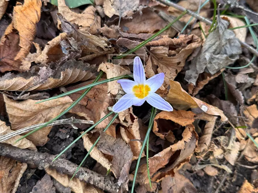 Immagine 21 di Terreno agricolo in vendita  in Via XXV Aprile a Barghe