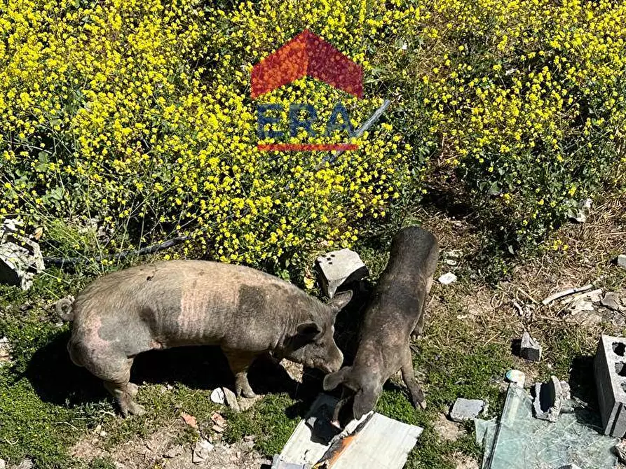 Immagine 3 di Villa in vendita  in Via Cavallo Marino a Catania