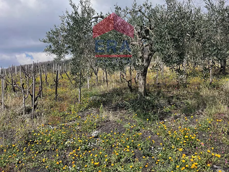 Immagine 3 di Terreno agricolo in vendita  in Via carpene 33 a Trecastagni