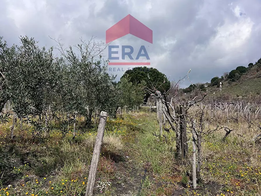 Immagine 4 di Terreno agricolo in vendita  in Via carpene 33 a Trecastagni