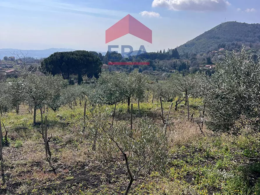 Immagine 5 di Terreno agricolo in vendita  in Via carpene 33 a Trecastagni