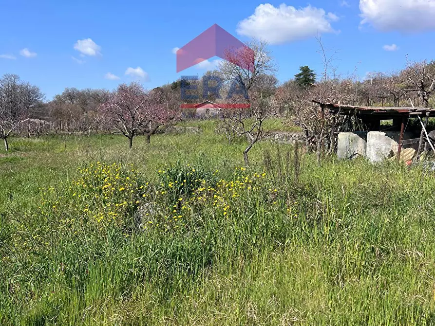 Immagine 2 di Terreno agricolo in vendita  a Trecastagni