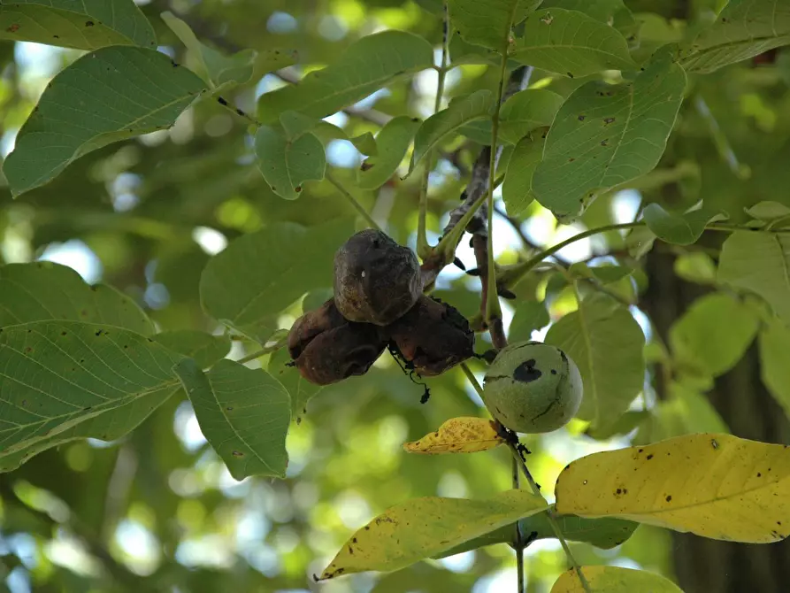 Immagine 32 di Casa indipendente in vendita  in Via Garibaldi 10 a Belforte Monferrato