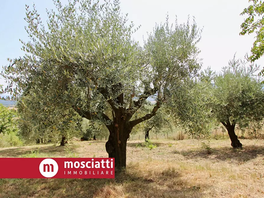 terreno agricolo in vendita a Castelraimondo