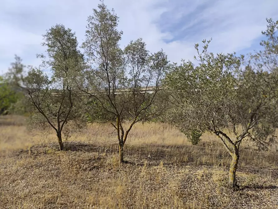 Immagine 3 di Terreno residenziale in vendita  in Località Su Tremini a Monserrato