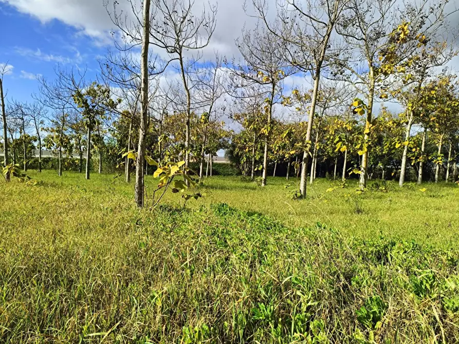 Immagine 1 di Casa indipendente in vendita  in Località Nuracesus a Nuraminis