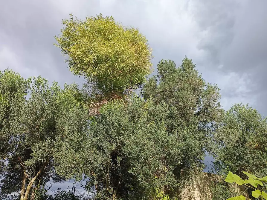 Immagine 4 di Casa indipendente in vendita  in Località Nuracesus a Nuraminis