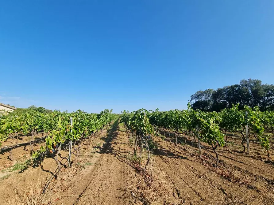 Immagine 2 di Terreno agricolo in vendita  in Località Is Murronis a Gonnesa