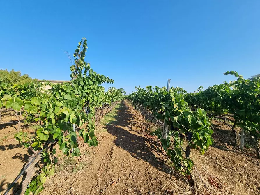 Immagine 5 di Terreno agricolo in vendita  in Località Is Murronis a Gonnesa