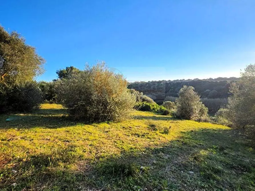 Immagine 4 di Terreno agricolo in vendita  in Via Diana snc a Sassari