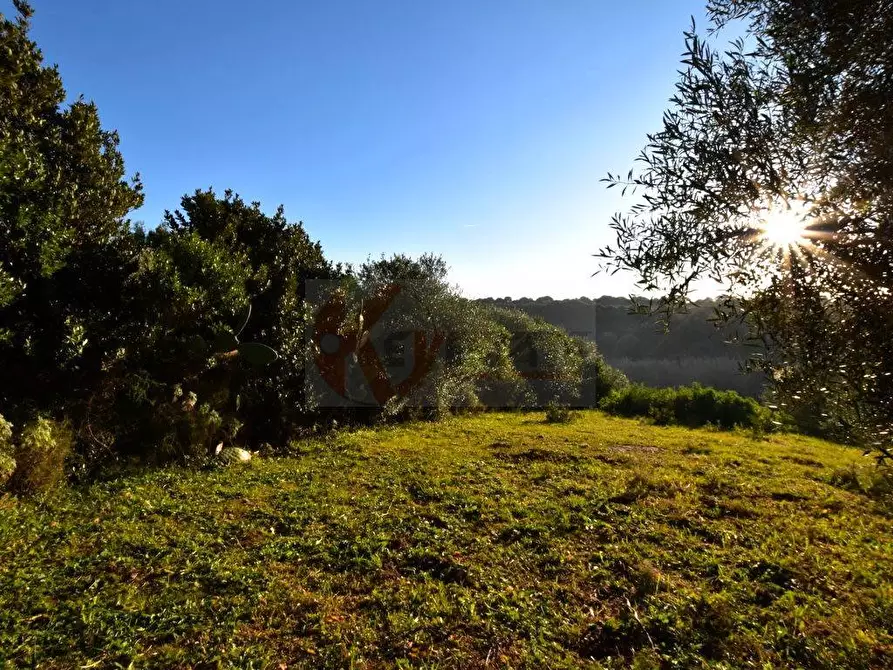 Immagine 8 di Terreno agricolo in vendita  in Via Diana snc a Sassari