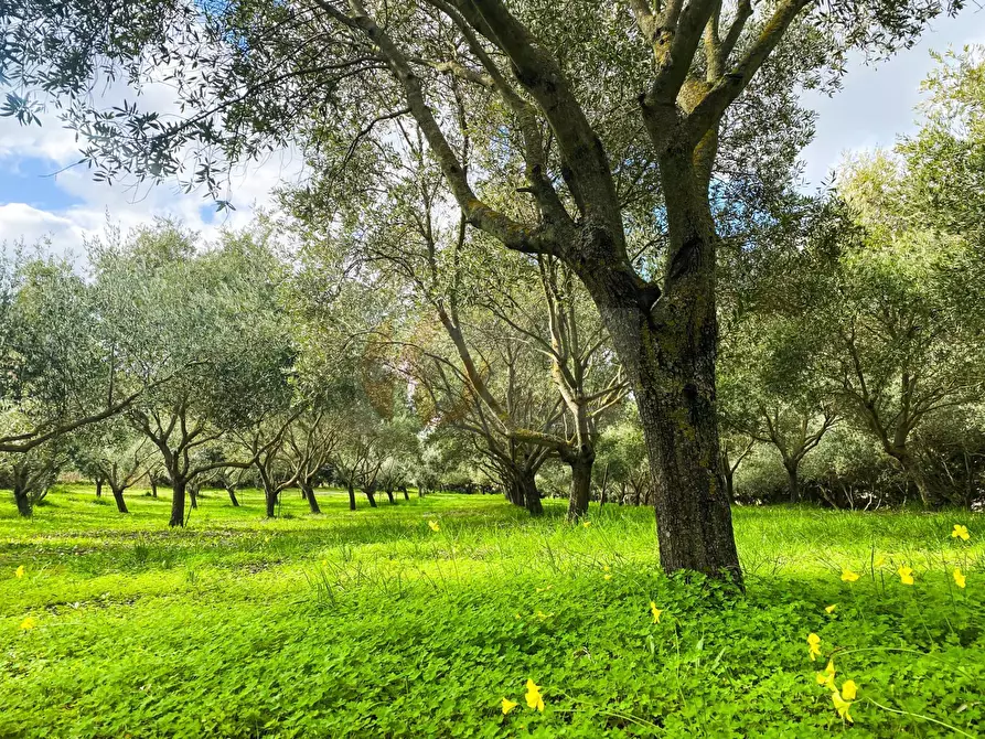 Immagine 39 di Villa in vendita  in LOC. SANTU PEDRU a Chiaramonti