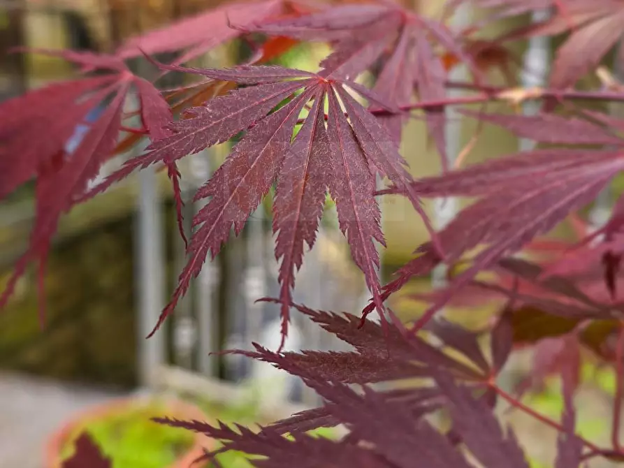 Immagine 78 di Casa indipendente in vendita  in ANTONIO MAXIA 20 a Aritzo