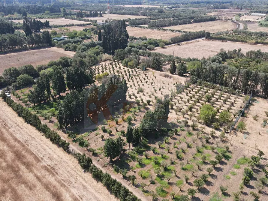 Immagine 2 di Terreno agricolo in vendita  in Bia Sa Laccana snc a Monastir