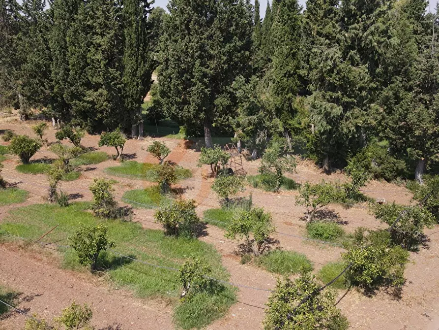 Immagine 3 di Terreno agricolo in vendita  in Bia Sa Laccana snc a Monastir