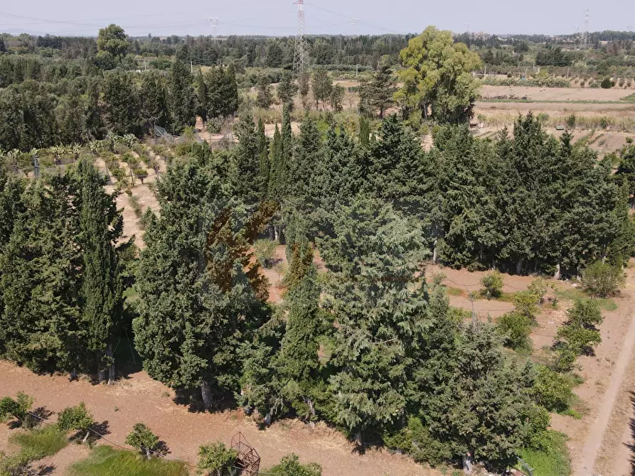 Immagine 4 di Terreno agricolo in vendita  in Bia Sa Laccana snc a Monastir