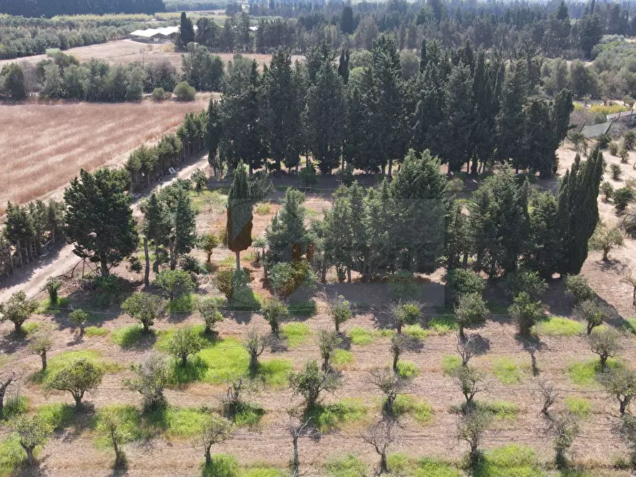 Immagine 5 di Terreno agricolo in vendita  in Bia Sa Laccana snc a Monastir