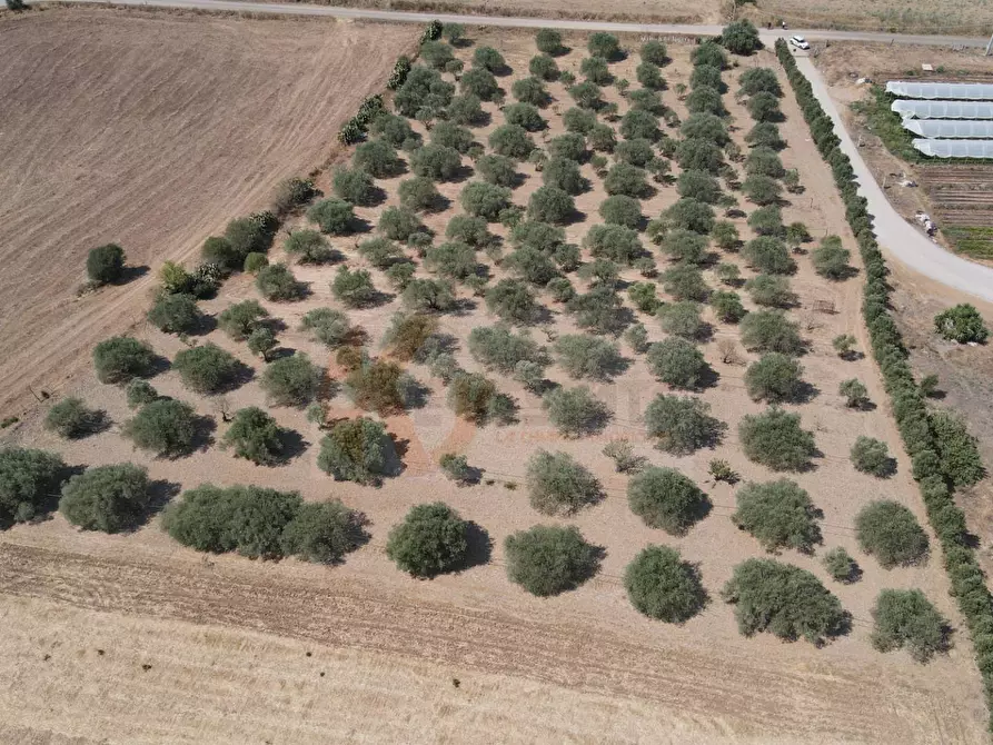 terreno agricolo in vendita a Monastir