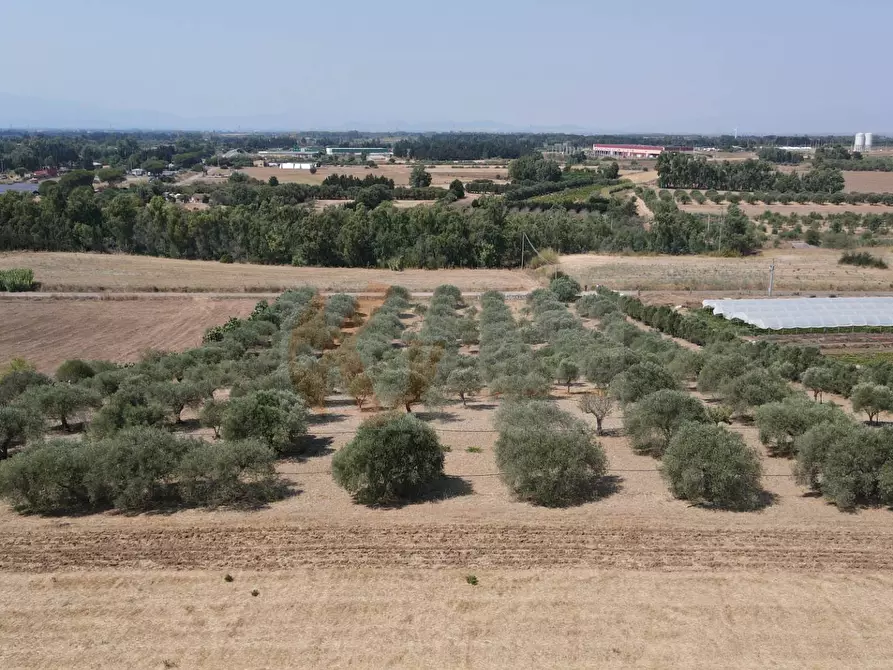 Immagine 4 di Terreno agricolo in vendita  in ss 128 snc a Monastir