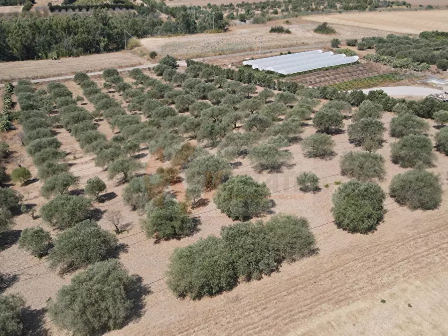Immagine 6 di Terreno agricolo in vendita  in ss 128 snc a Monastir