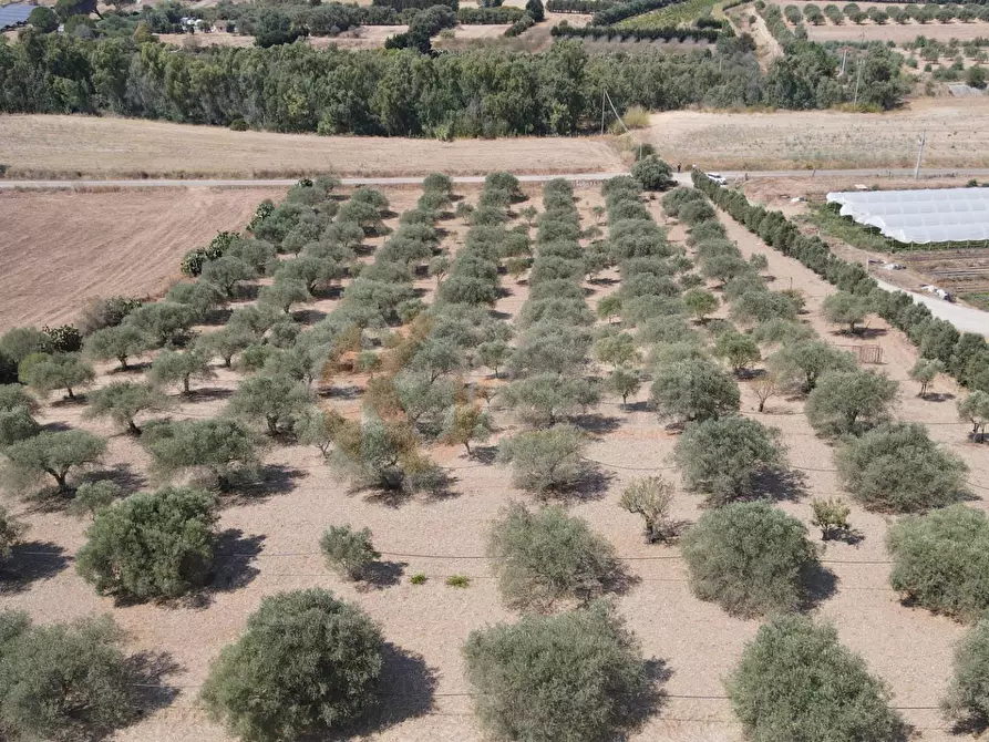 Immagine 7 di Terreno agricolo in vendita  in ss 128 snc a Monastir