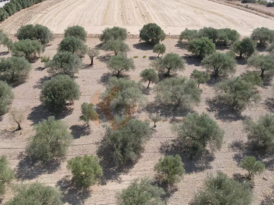 Immagine 9 di Terreno agricolo in vendita  in ss 128 snc a Monastir