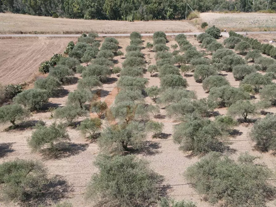 Immagine 12 di Terreno agricolo in vendita  in ss 128 snc a Monastir