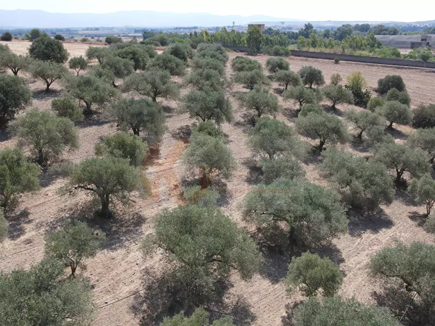 Immagine 13 di Terreno agricolo in vendita  in ss 128 snc a Monastir