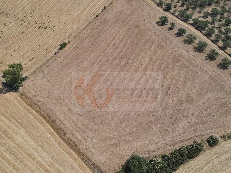 Immagine 5 di Terreno agricolo in vendita  in ss 128 snc a Monastir