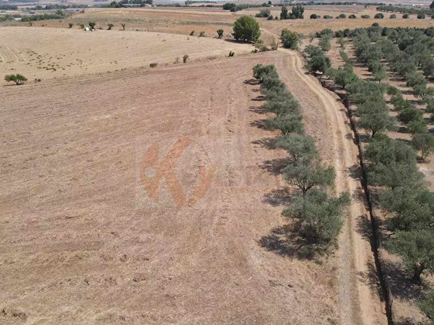 Immagine 9 di Terreno agricolo in vendita  in ss 128 snc a Monastir