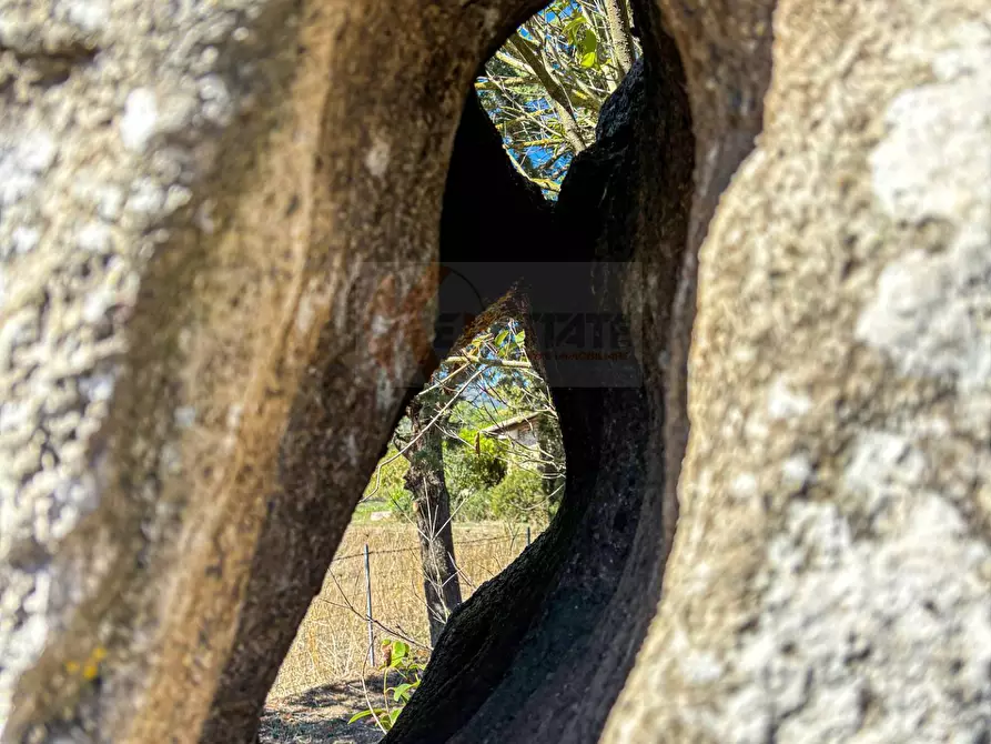 Immagine 35 di Villa in vendita  in Località Su Campu snc a Bonnanaro