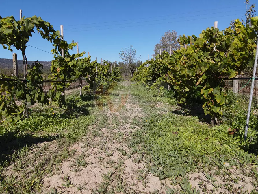 Immagine 40 di Villa in vendita  in Località Su Campu snc a Bonnanaro