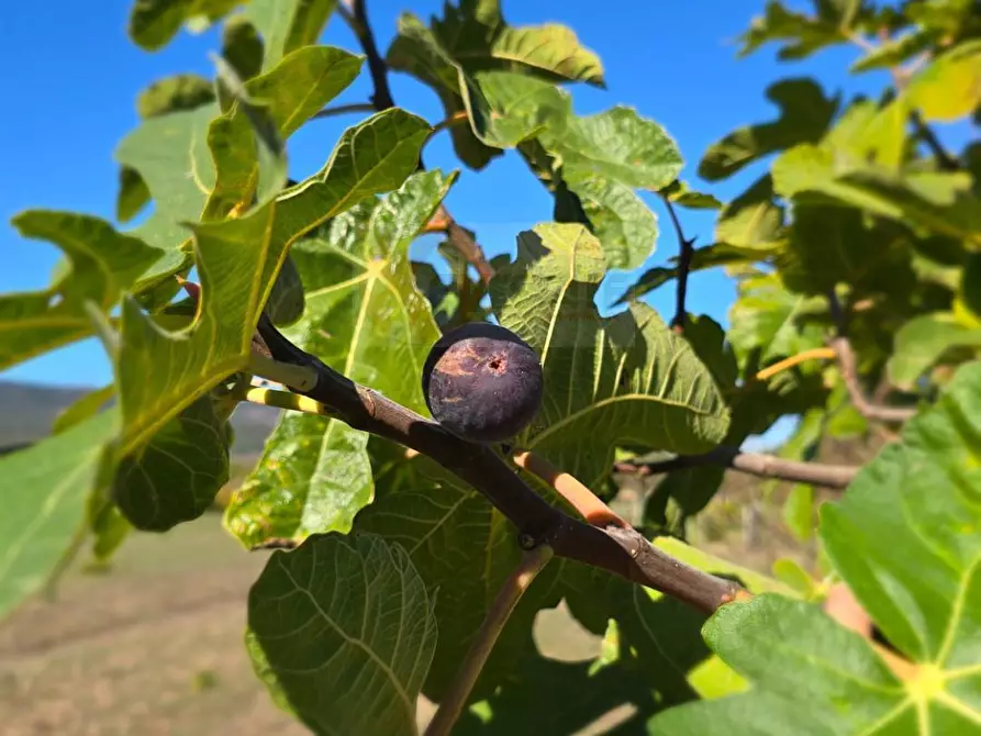 Immagine 45 di Villa in vendita  in Località Su Campu snc a Bonnanaro