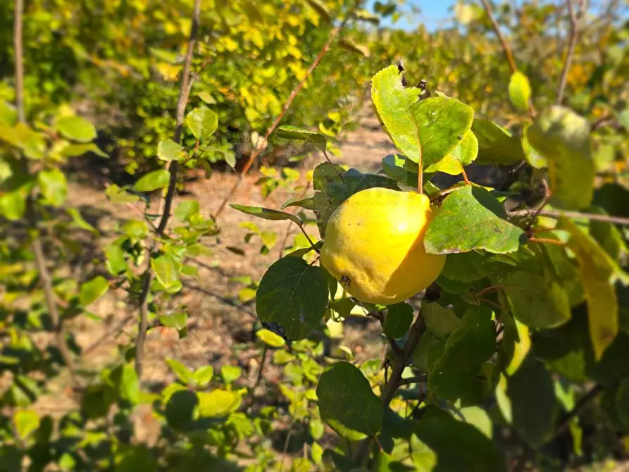 Immagine 46 di Villa in vendita  in Località Su Campu snc a Bonnanaro