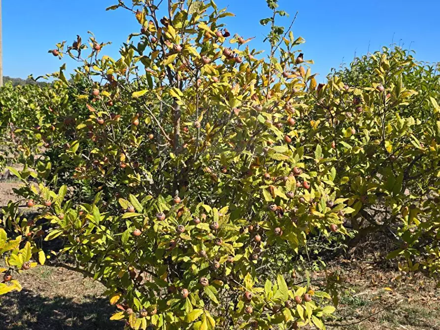 Immagine 47 di Villa in vendita  in Località Su Campu snc a Bonnanaro