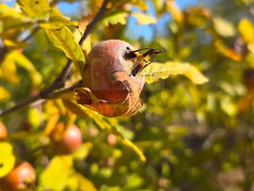 Immagine 48 di Villa in vendita  in Località Su Campu snc a Bonnanaro