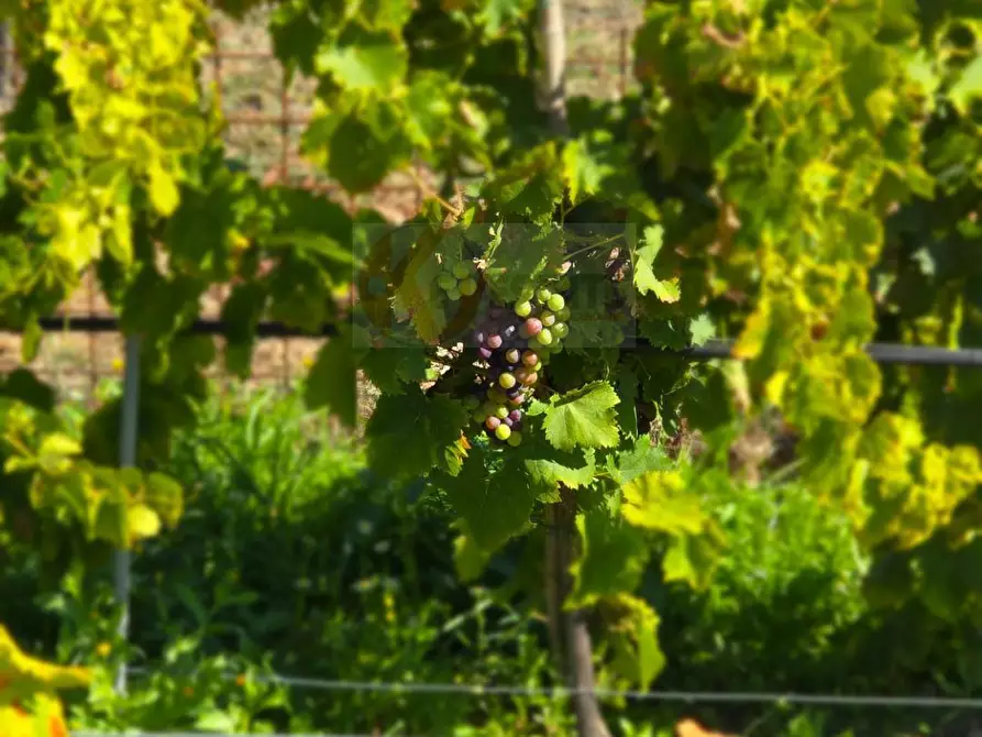 Immagine 49 di Villa in vendita  in Località Su Campu snc a Bonnanaro