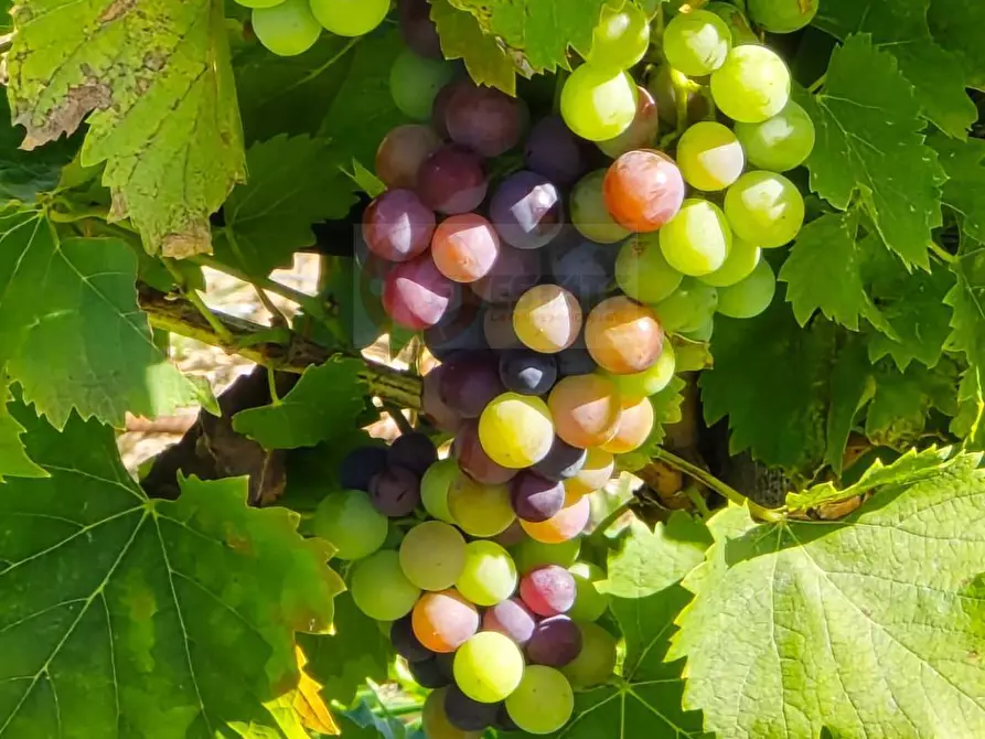 Immagine 50 di Villa in vendita  in Località Su Campu snc a Bonnanaro