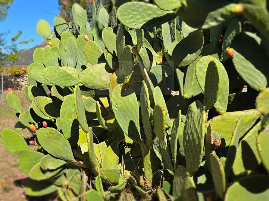 Immagine 53 di Villa in vendita  in Località Su Campu snc a Bonnanaro