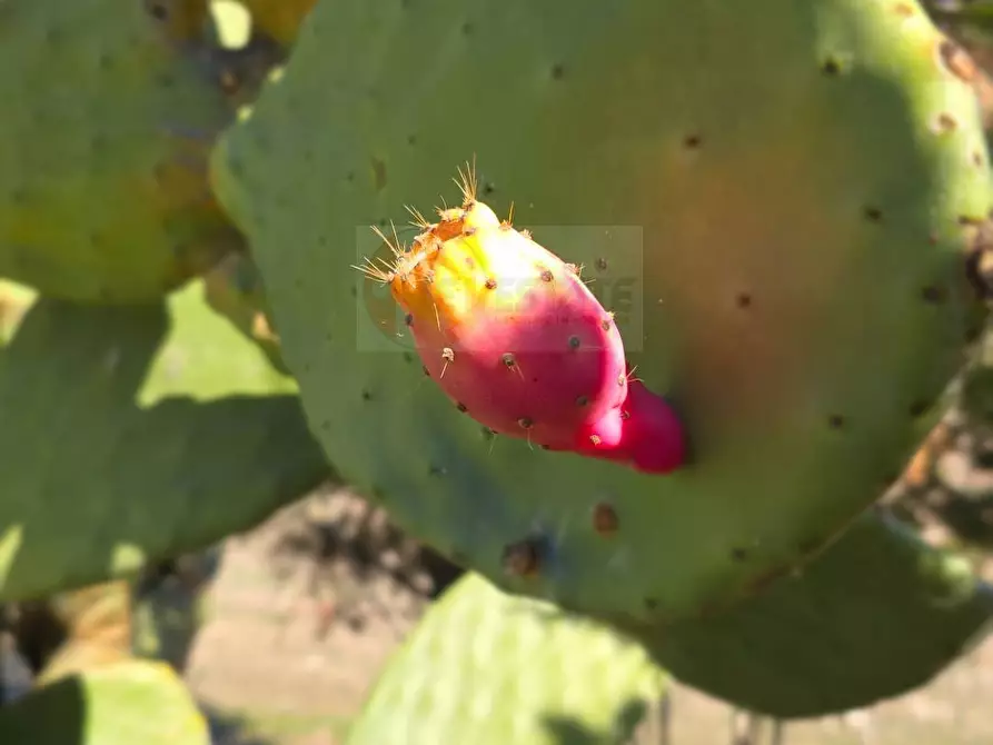 Immagine 54 di Villa in vendita  in Località Su Campu snc a Bonnanaro