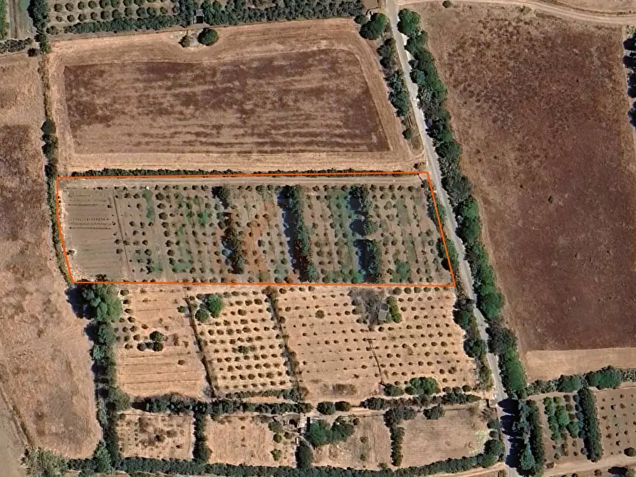 Immagine 6 di Terreno agricolo in vendita  in Bia Sa Laccana snc a Monastir