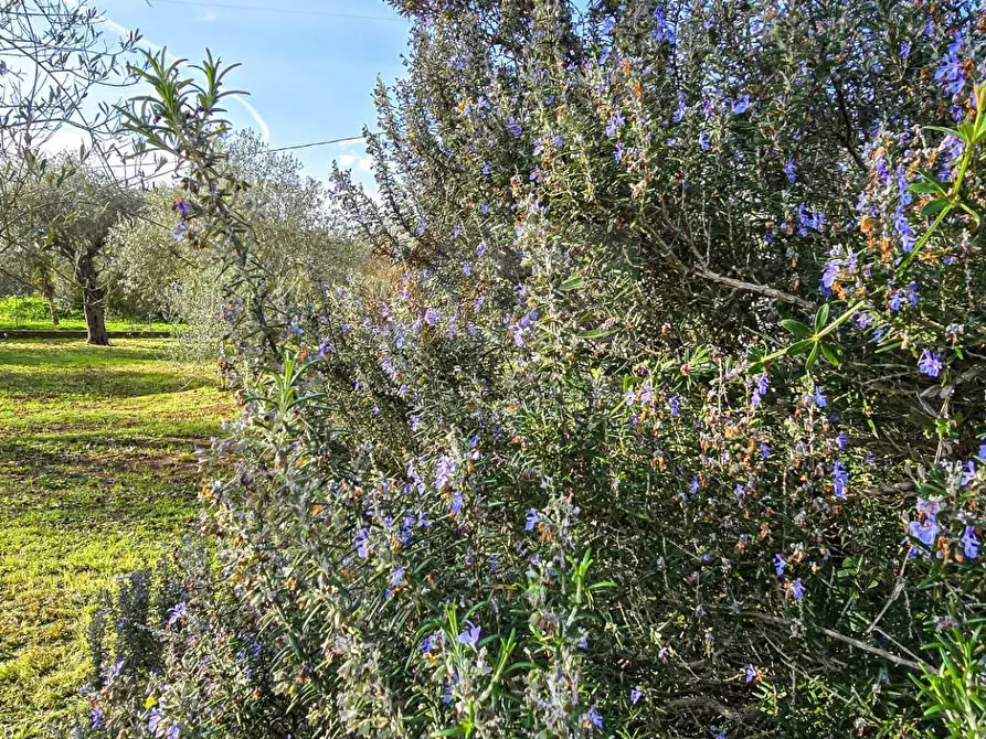 Immagine 52 di Villa in vendita  in Strada vicinale serra di lioni 30 a Sassari