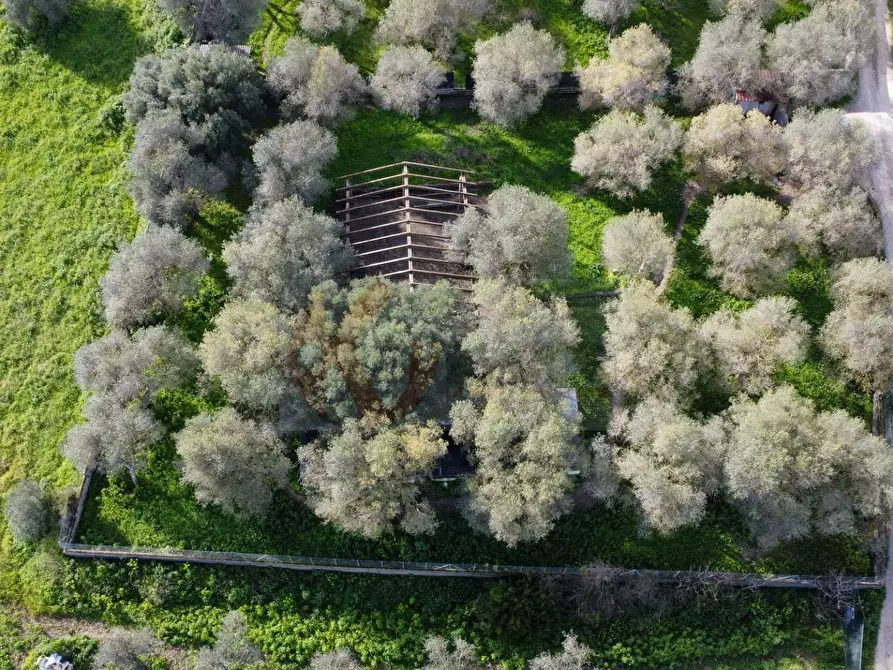 Immagine 11 di Terreno agricolo in vendita  in strada vicinale santu tettaru a Sassari
