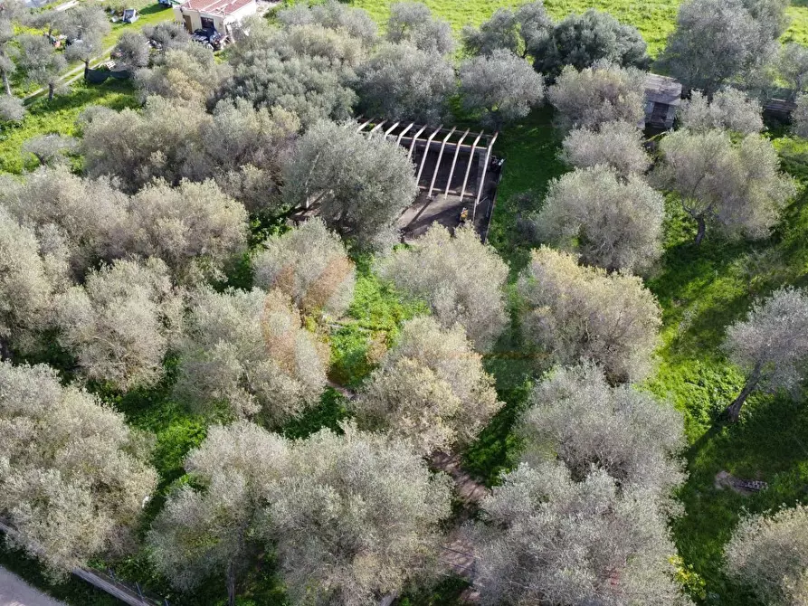 Immagine 15 di Terreno agricolo in vendita  in strada vicinale santu tettaru a Sassari