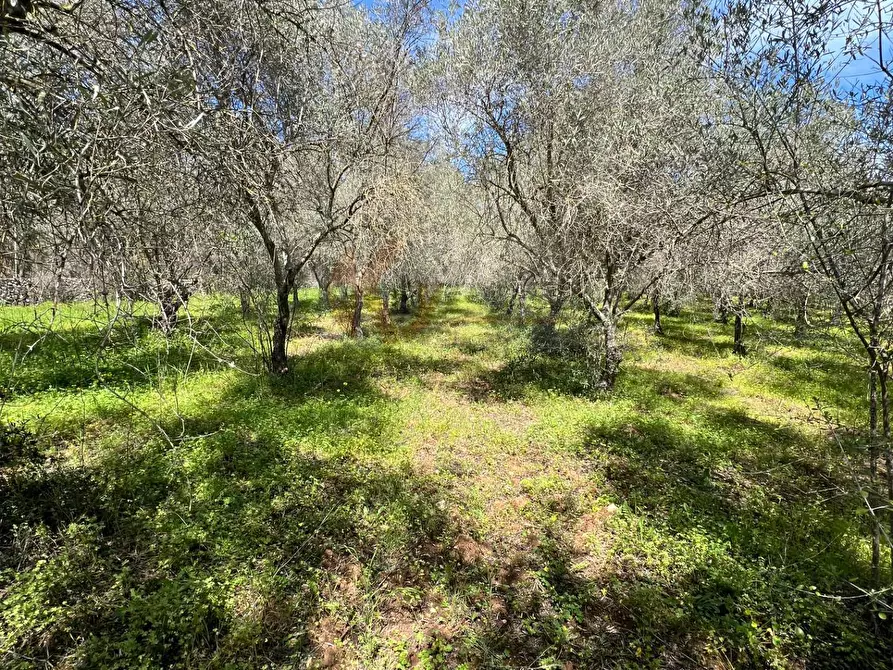 Immagine 2 di Terreno agricolo in vendita  in Caniga, Prato Comunale a Sassari