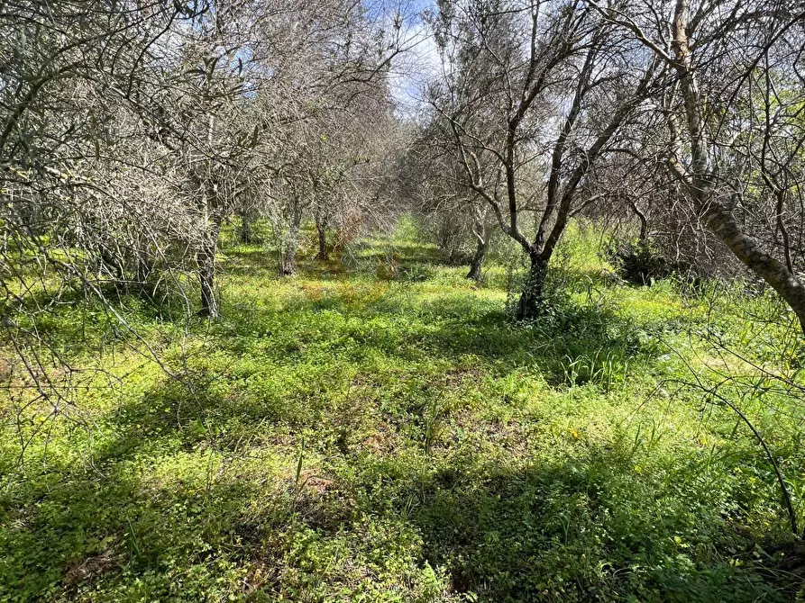 Immagine 3 di Terreno agricolo in vendita  in Caniga, Prato Comunale a Sassari