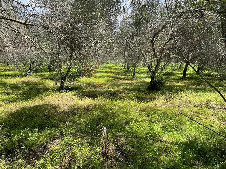 Immagine 4 di Terreno agricolo in vendita  in Caniga, Prato Comunale a Sassari